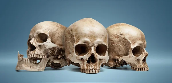Три черепа — стоковое фото