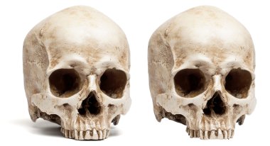 Kafatası çene olmadan