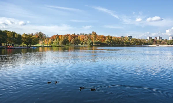 Podzimní stromy, řeka s kachny — Stock fotografie