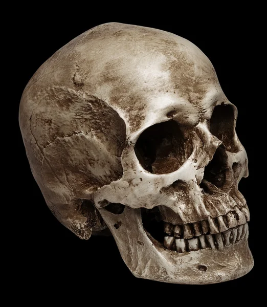 Skull-close mouth — Stock Photo, Image