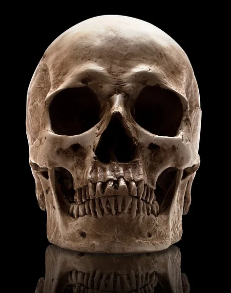 두개골-종가 입 — 스톡 사진