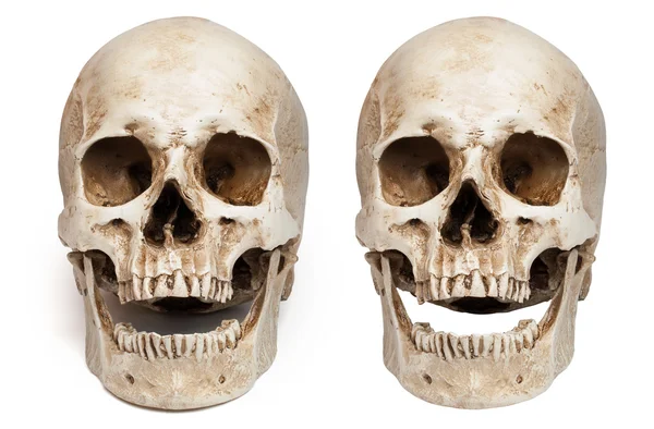 Skull-open mouth — Stock Photo, Image