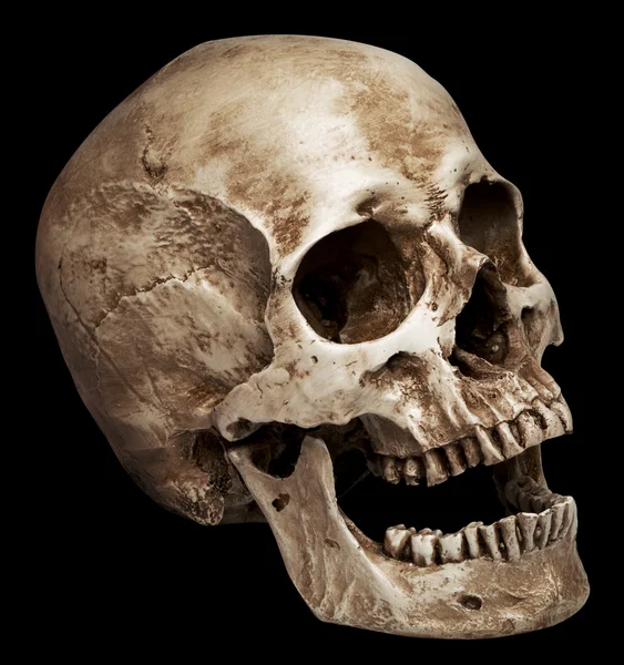 Skull-open mouth — Stock Photo, Image