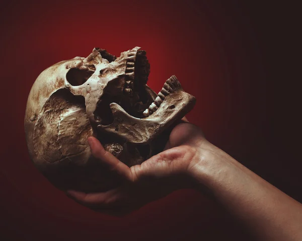 Hand holding a skull — Stock Photo, Image