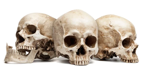 Tres cráneo aislado — Foto de Stock