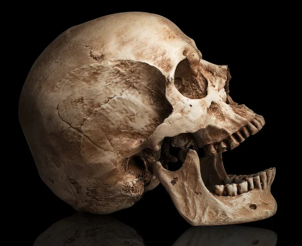 Skull-open mouth — Stock Photo, Image