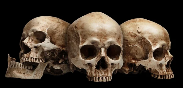 Three skull isolated — Stock Photo, Image