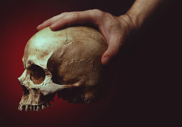 Hand holding a skull — Stock Photo, Image