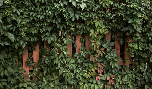 Feuilles de raisin et clôture en bois — Photo