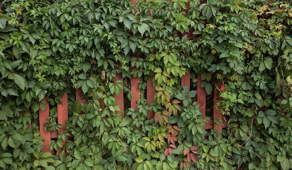 Feuilles de raisin et clôture en bois — Photo