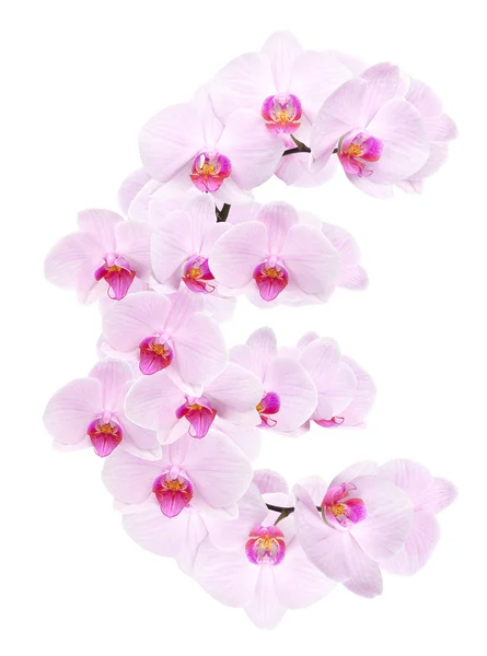 Letter EUR from orchid flowers — Stock Photo, Image