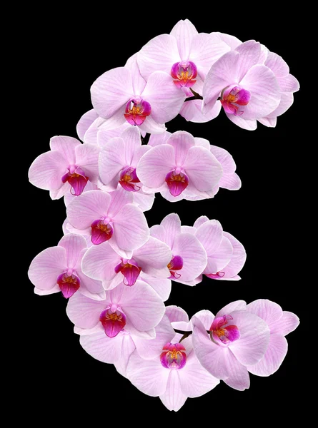 Letter EUR from orchid flowers — Stock Photo, Image