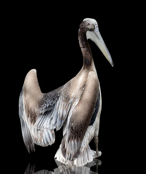 Noworodek ptak Pelikana — Zdjęcie stockowe