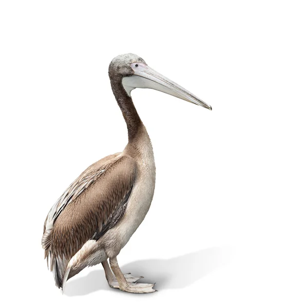 Baby bird of a pelican — Stock Photo, Image