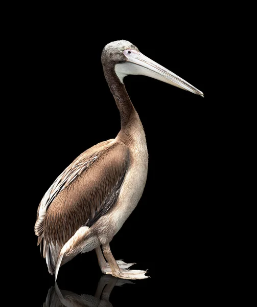Птица пеликана — стоковое фото
