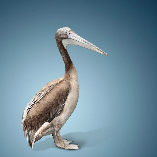 Noworodek ptak Pelikana — Zdjęcie stockowe