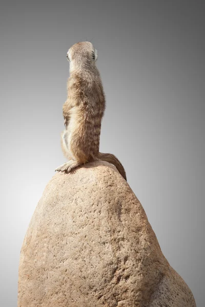 Um pequeno e fofo meerkat — Fotografia de Stock