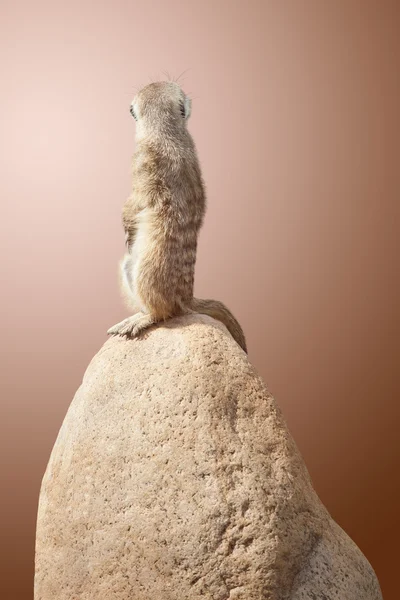 Un petit suricate mignon — Photo