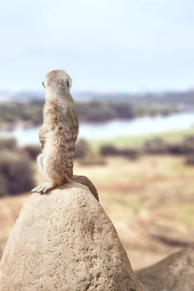 Um pequeno e fofo meerkat — Fotografia de Stock