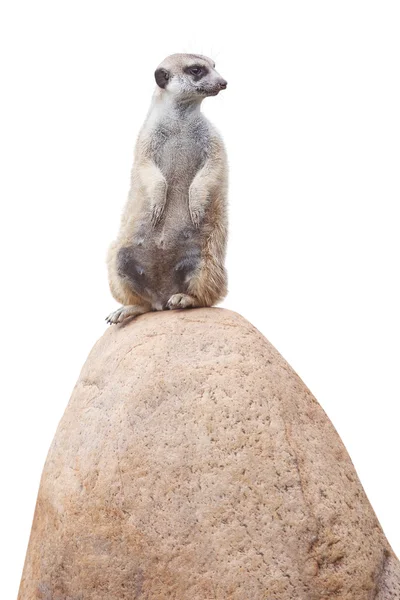 Un petit suricate mignon — Photo