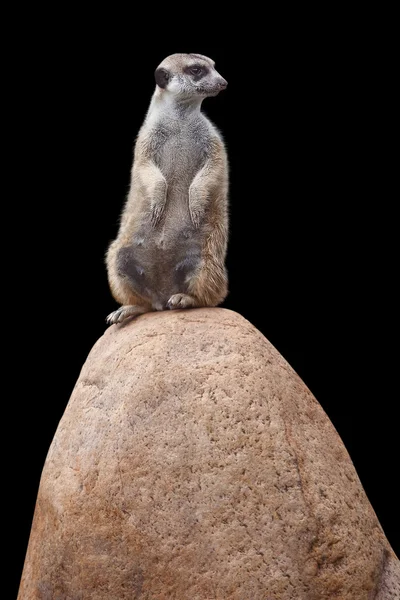 Un petit suricate mignon — Photo