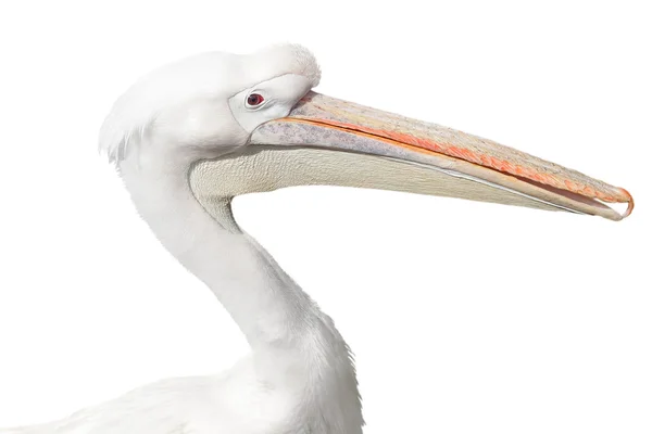 Portrait of a white pelican — Stock Photo, Image