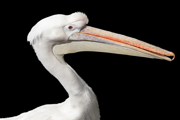Retrato de um pelicano branco — Fotografia de Stock
