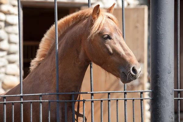 Porträt braunes Pferd — Stockfoto