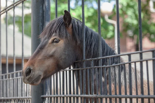 Porträt braunes Pferd — Stockfoto
