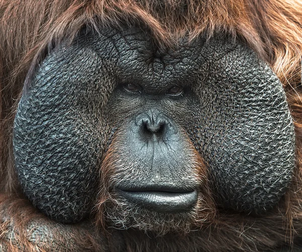 Portrét orangutana — Stock fotografie