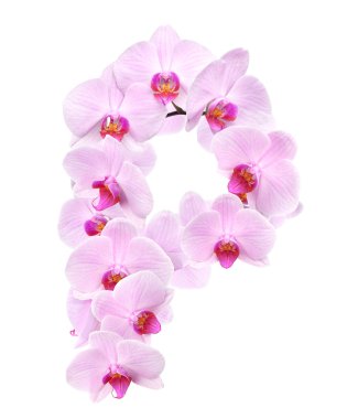 mektup orkide çiçek P