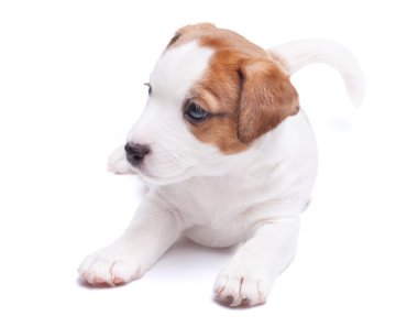 Jack Russell yatıyor köpek yavrusu