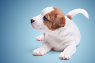 Jack Russell yatıyor köpek yavrusu