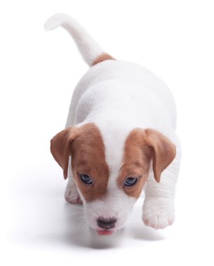Jack Russell köpek yavrusu