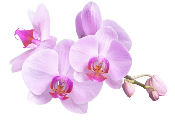 Bouquet of magenta orchids — Stock Photo, Image