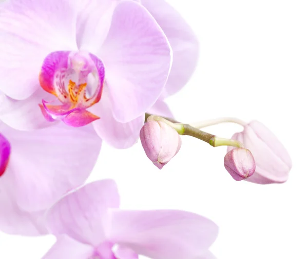 Bouquet d'orchidées magenta — Photo