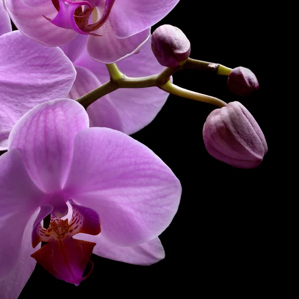 Buquê de orquídeas magenta — Fotografia de Stock