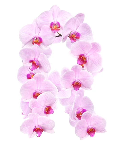 Písmeno R od květy orchidejí — Stock fotografie