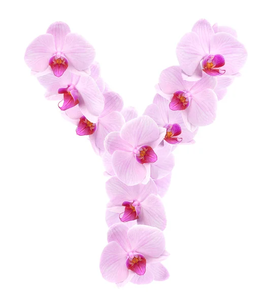 Litera Y od storczyków kwiaty — Zdjęcie stockowe