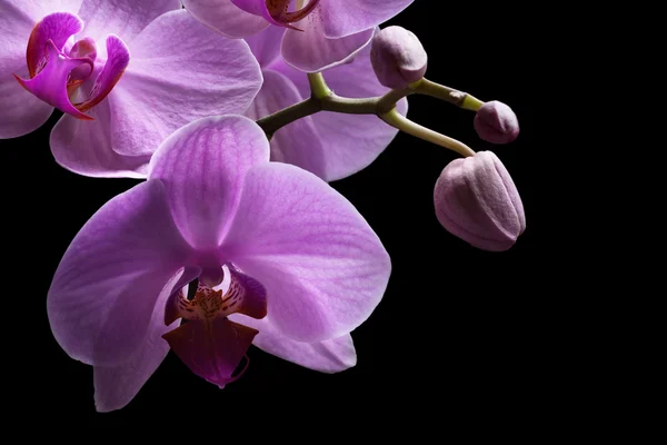 Magenta orchid — Stock Photo, Image