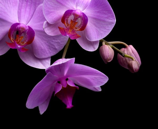 Orquídea magenta — Fotografia de Stock