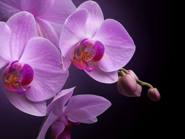 Magenta orchid — Stock Photo, Image