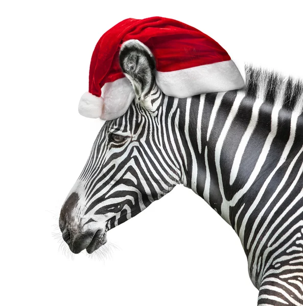 Portrait of zebra — Stock Photo, Image