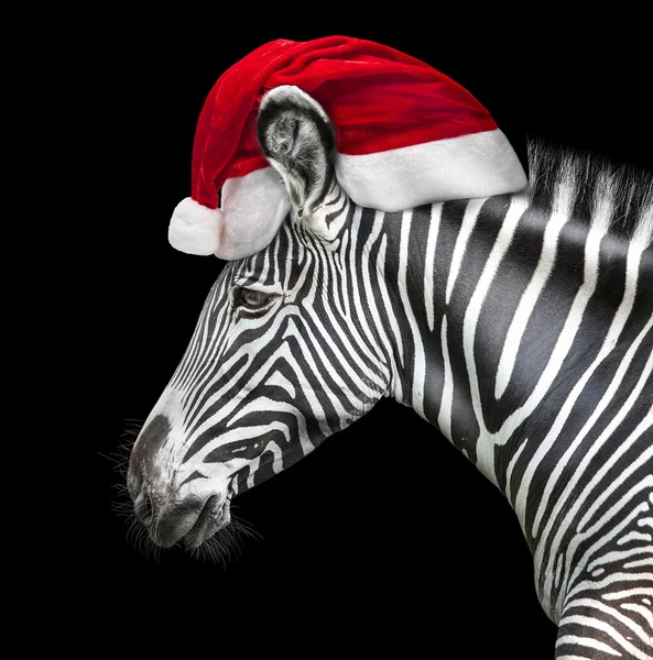 Portrait of zebra — Stock Photo, Image