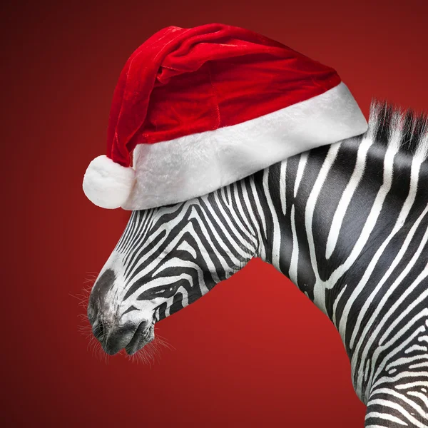 Portrait of zebra — Stock Photo, Image