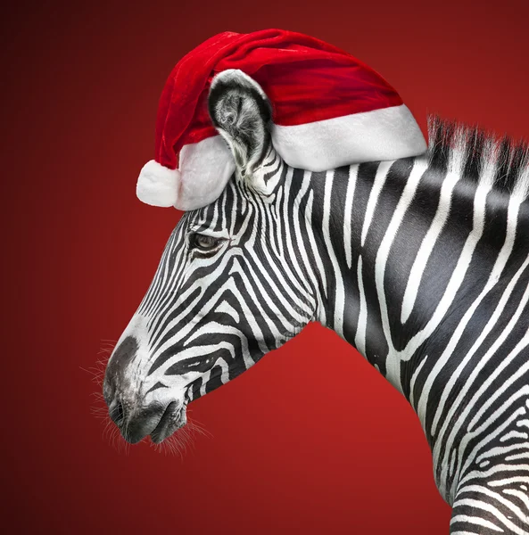 Portrait of zebra — Stock Photo, Image