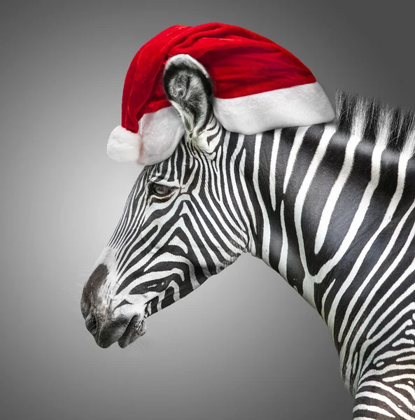Portret van zebra — Stockfoto