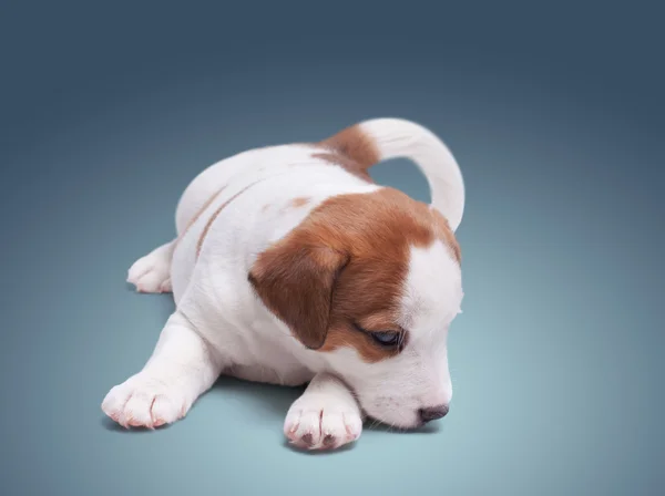 Triste cucciolo solitario Jack Russell — Foto Stock