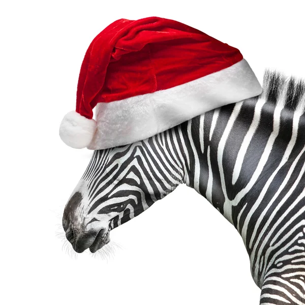 Portrait of zebra — Stock Photo, Image