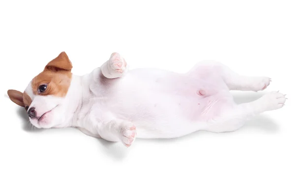 The puppy Jack Russell lies — Stock Photo, Image